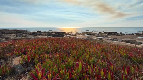 stunning sunset over coastal rocks and red plants