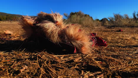 a dead deer lies in the dirt in the bush veld after being shot by a hunter