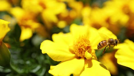 bee collecting nectar from yellow marigold flower