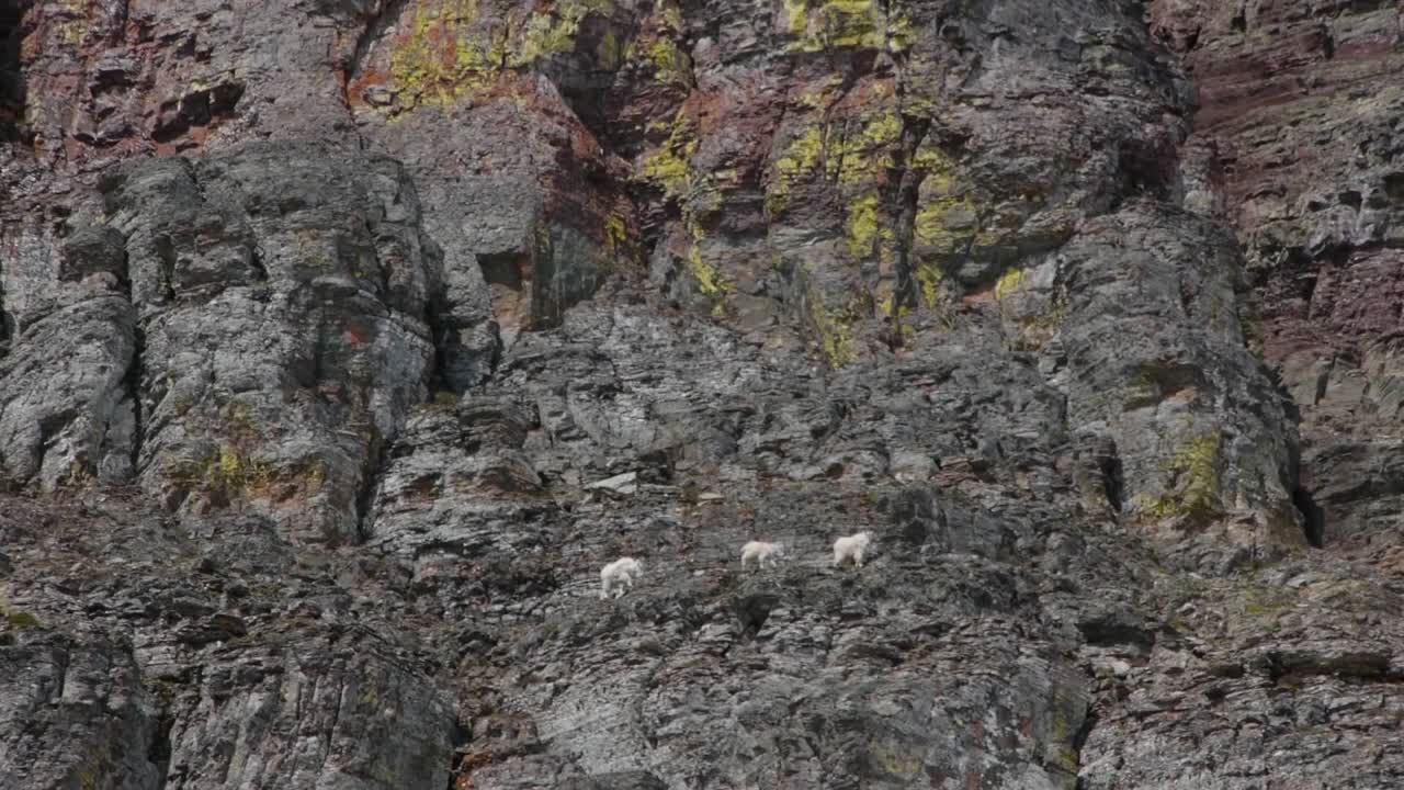 salón de cabras montesas blancas en el parque nacional de los glaciares montana 1