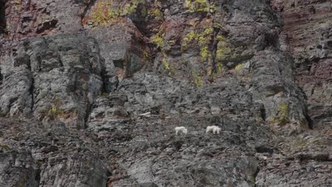 White-Mountain-Goats-Lounge-In-Glacier-National-Park-Montana-1