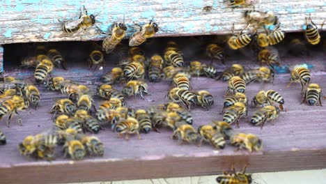 Abejas-Entrando-Y-Saliendo-De-La-Colmena,-Primer-Plano