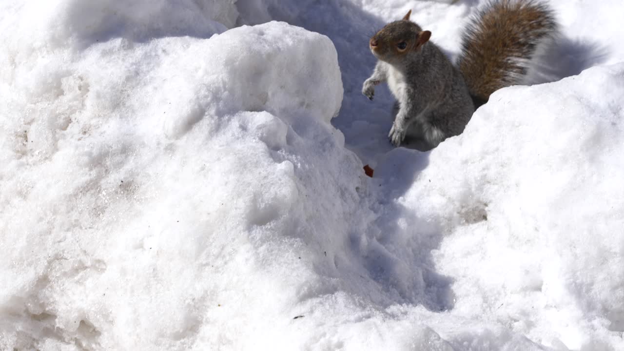 Curious Squirrel Approaches Looks Up Climbs on Little Snowbank