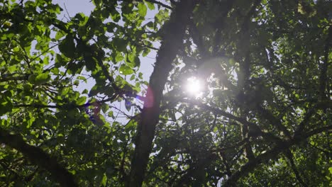 The-sun-peeks-through-the-trees-reflecting-in-the-camera