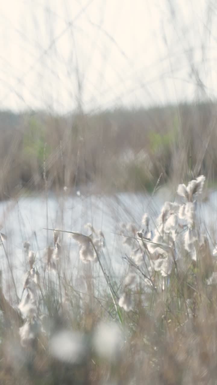 Marsh Landscape with Fluffy Plants