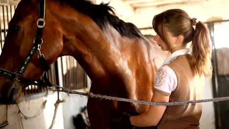 estable, una chica jinete en ropa de montar limpia con un pincel especial, un peine su joven y hermoso caballo marrón, semental de pura sangre