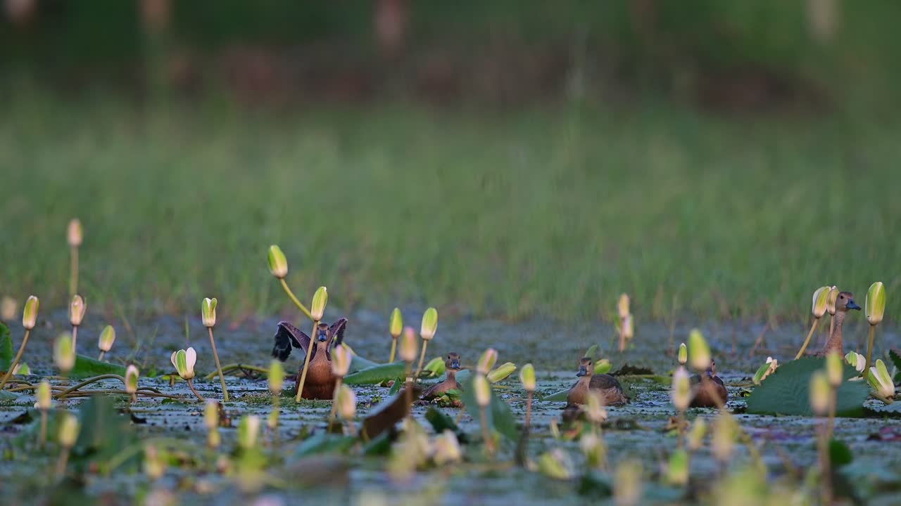 아침 에 물 릴리 연못 에 있는 작은 휘파람 오리 의 무리