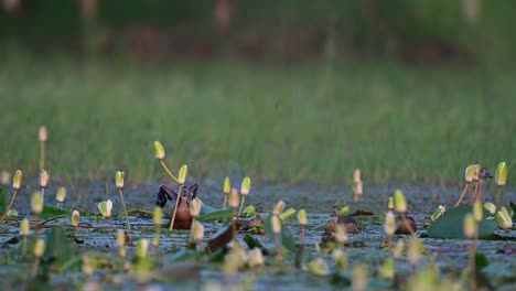 flock of lesser whistling duck in water lily pond in morning
