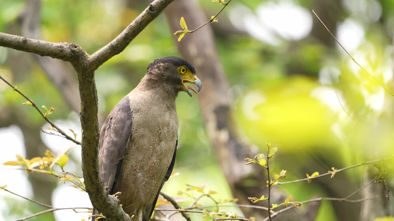 Un'aquila serpentaria crestata si posa elegantemente su un ramo secco, mettendo in mostra il suo sguardo fiero e le sue piume.