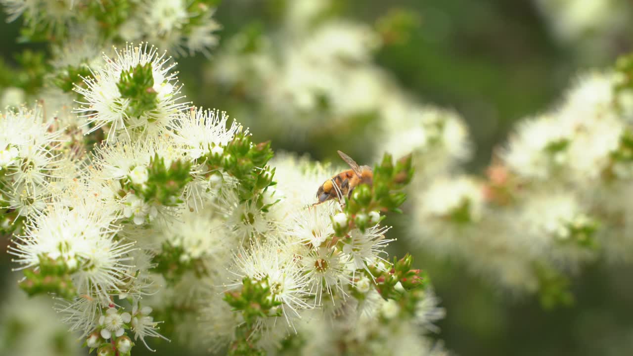 abejas volando alrededor de las flores recogiendo néctar