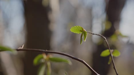 Close-up-shot-of-sunlight-falling-on-green-leaves-on-branches-with-blurred-background-on-a-windy-day