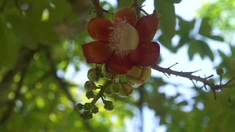 Hermosa-Flor-De-Bala-De-Cañón.-Flor-Tropical-Exótica