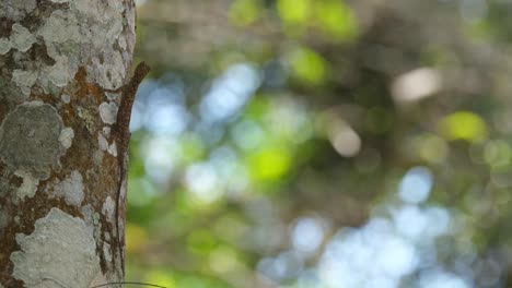 Lagarto-Volador-Visto-En-El-Costado-Del-Tronco-De-Un-árbol-Bien-Camuflado-Mientras-Mira-Hacia-Arriba,-Tailandia