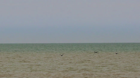 pájaros volando en cámara lenta sobre un enorme cuerpo de agua verde-azul