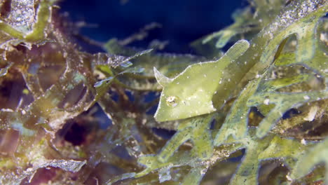 pequeños peces tropicales bajo el agua