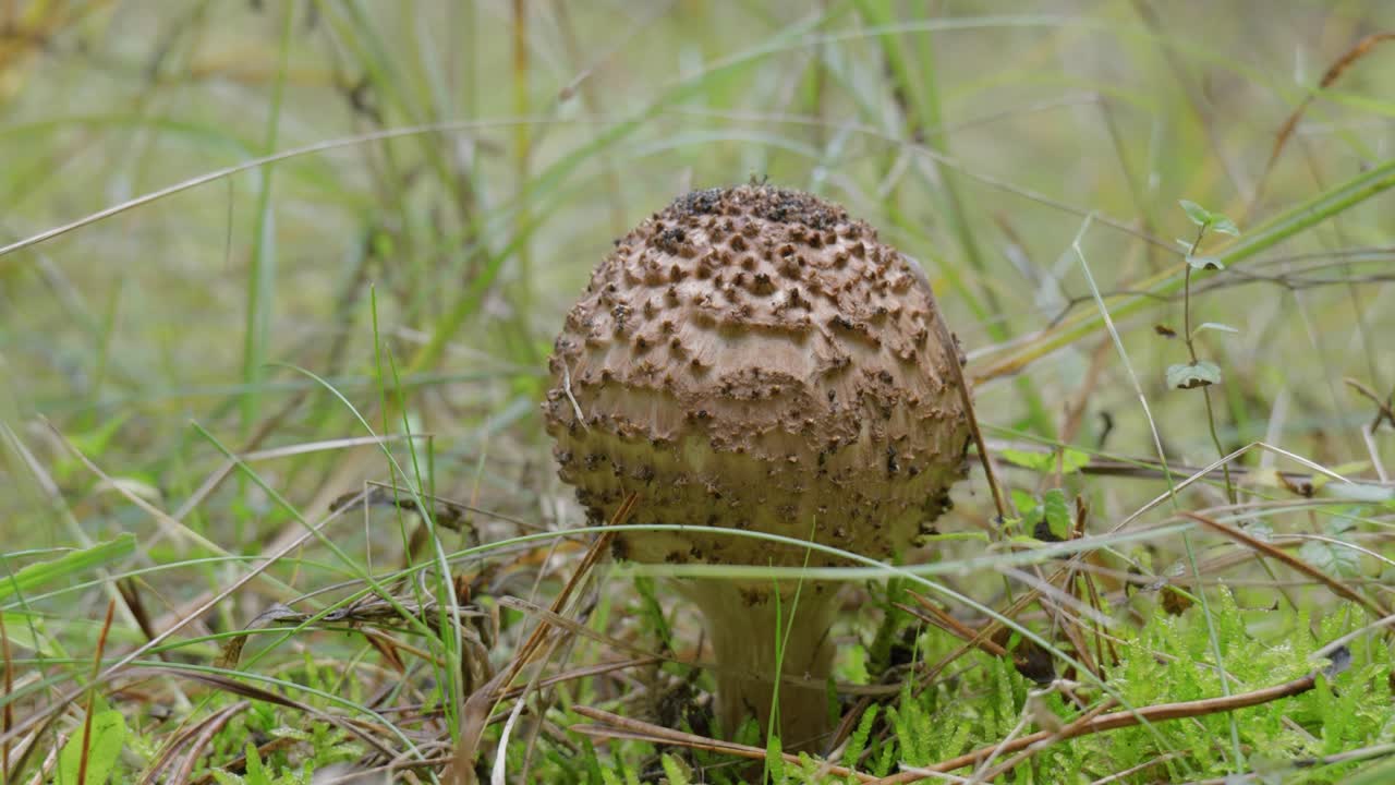 A close-up shot of a brown-capped mushroom nestled in green moss and grass on a forest floor. The intricate details of its cap and stem highlight the mushroom’s unique beauty