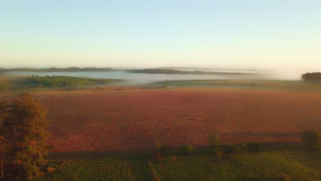 Early-morning-mist,-grasslands,-rainforest-and-pine-trees-just-after-sunrise