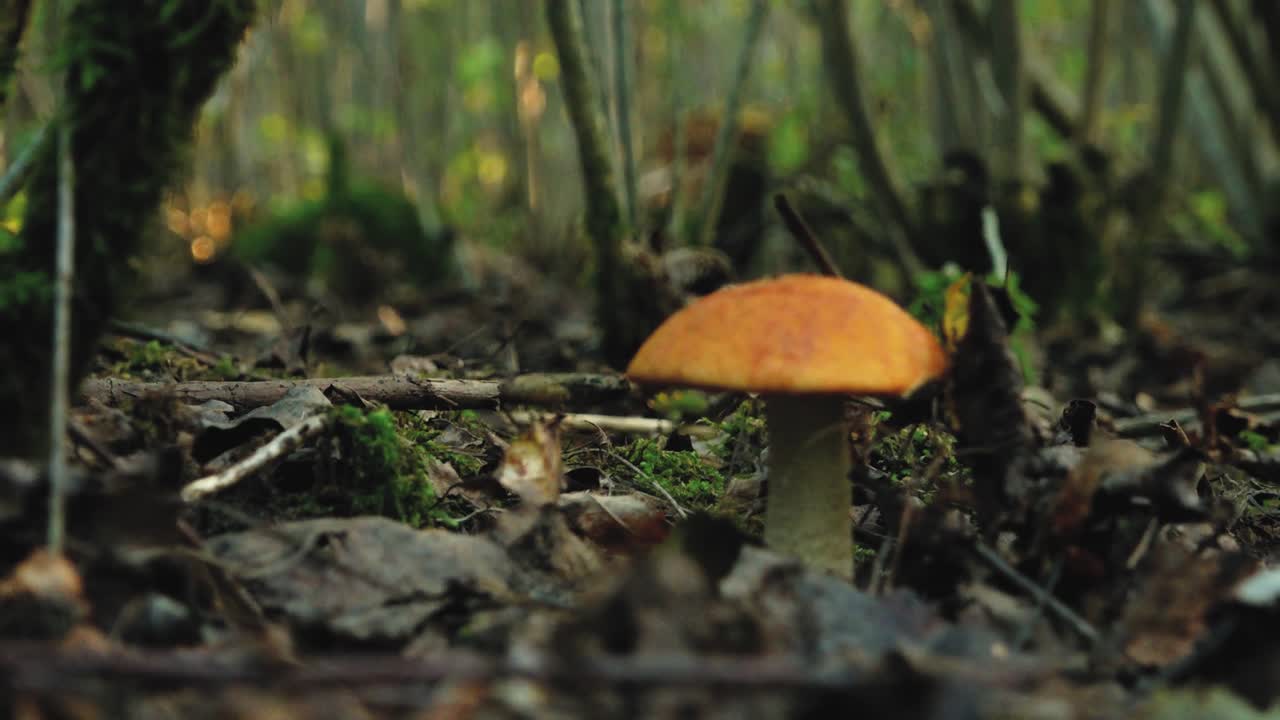 Autumn mushrooms in the forest sunlight in the forest