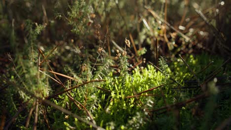 Growing-nature-of-forest-floor-with-moss,-spikes-and-other-plants