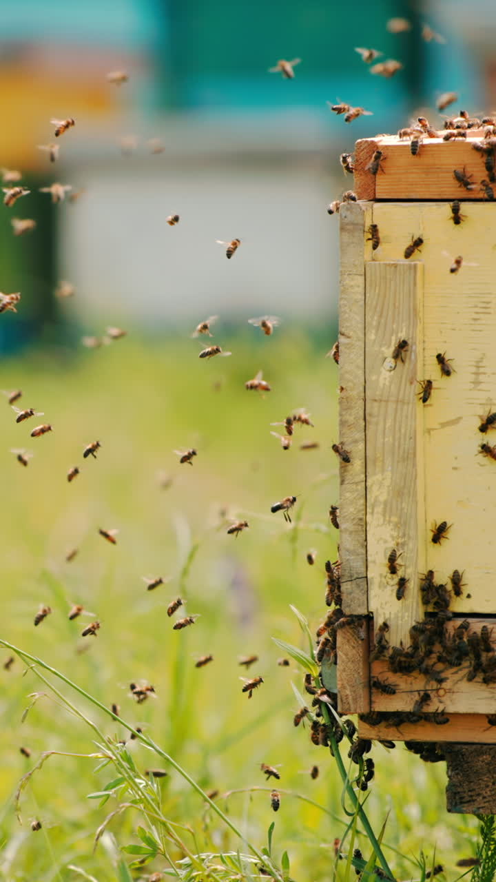 Hundreds of bees flying around the beehive. Lots of working honey insects crawling along the hive. Blurred backdrop with hives. Vertical video