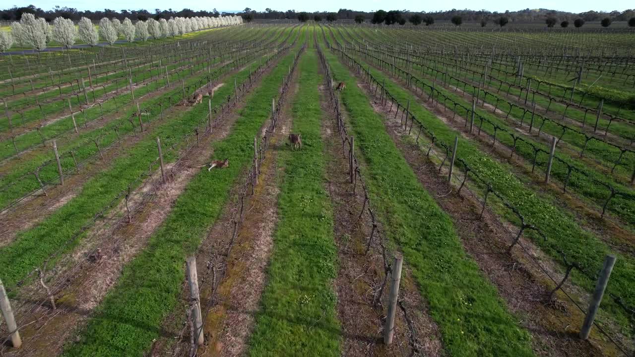 canguros relajándose entre hileras de vides aéreas hacia