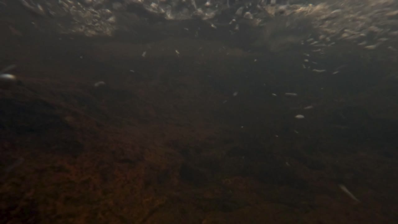 un arroyo que fluye a través de un bosque exuberante, vista submarina