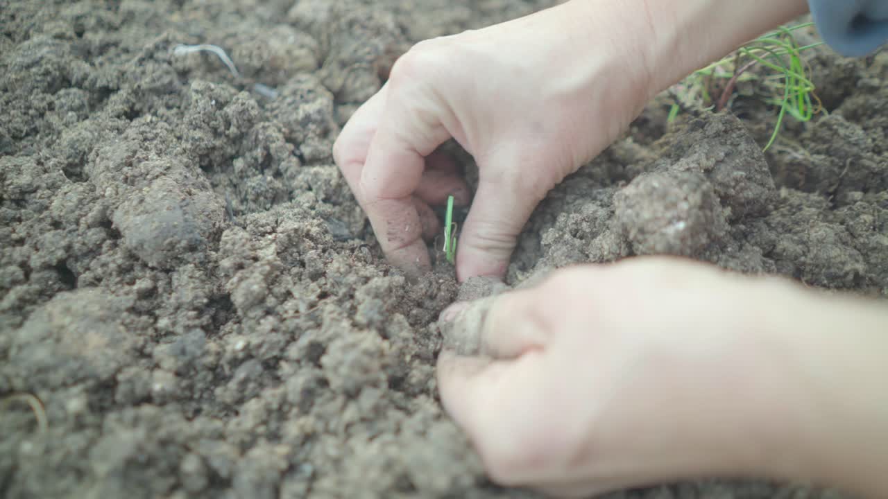 Woman's hand plants a vegetable on organic soil, known as compost.