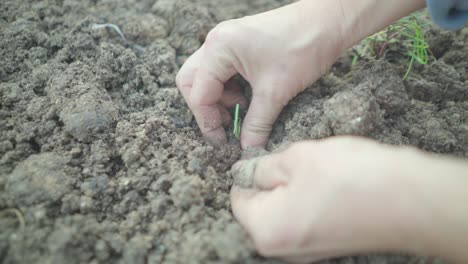 woman's hand plants a vegetable on organic soil, known as compost.