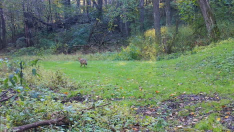 Zorro-Rojo-Trotando-Por-Un-Camino-De-Hierba-A-Través-Del-Bosque-A-Principios-De-Otoño-En-El-Centro-De-Illinois