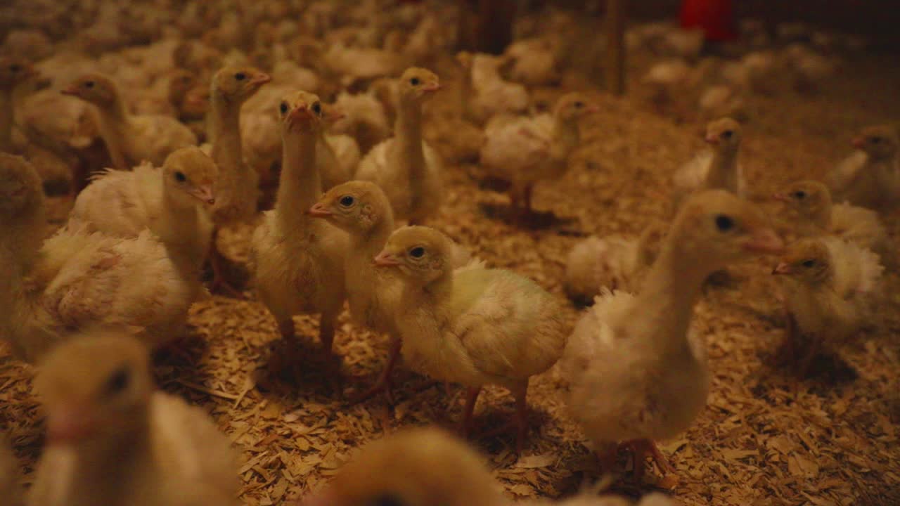 Many Baby Turkeys in a Farm