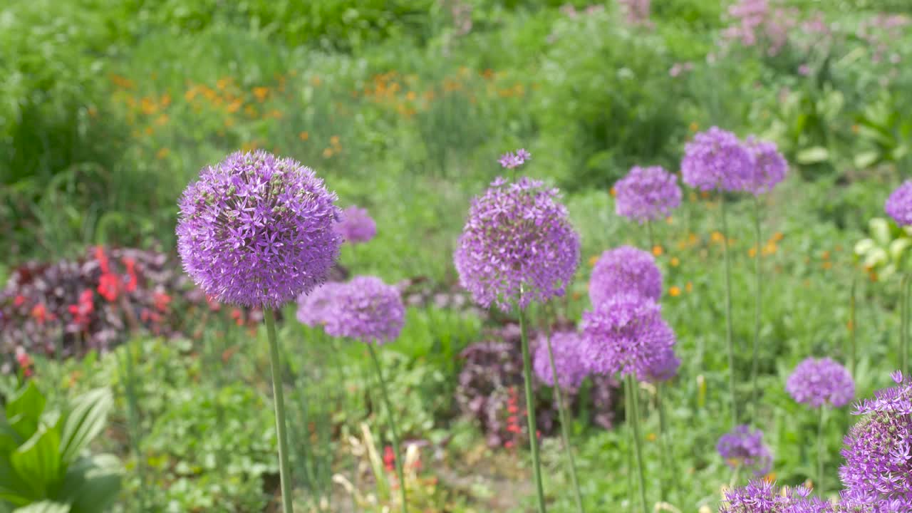 Purple flowers on a sunny day in green grass field.