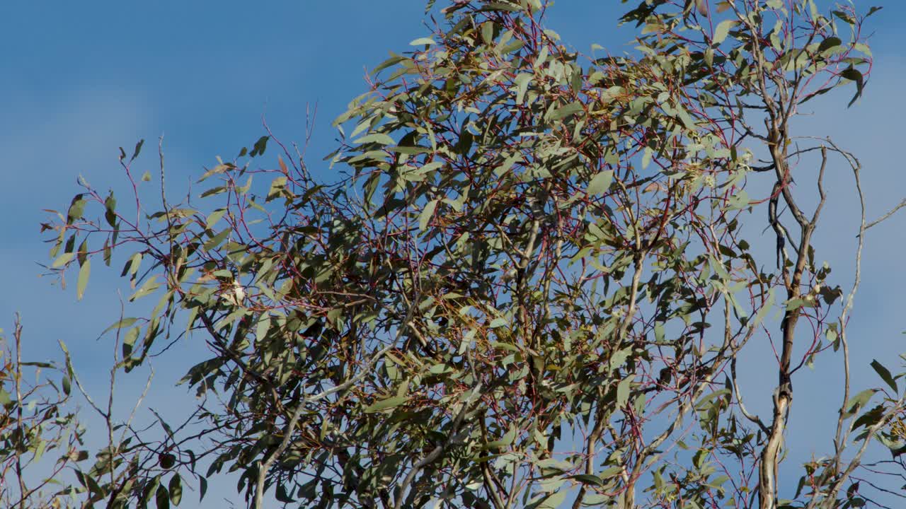 Eucalyptus tree foliage moves in wind, sunlit, with blue sky background, steady camera, natural daylight