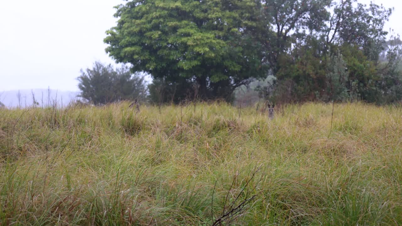 Two Kangeroos jump away in rainy weather while in high grass in a national park on the far south coast of NSW
