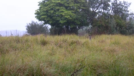 dos canguros saltan en clima lluvioso mientras están en la hierba alta en un parque nacional en la costa sur de nsw