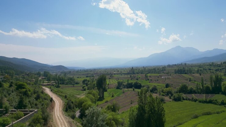 árboles verdes en paisajes agrícolas