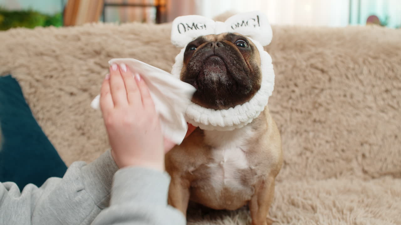 Hand wiping pug dog face with soft wet tissue on sofa gentle cleaning care with calm relaxed pet
