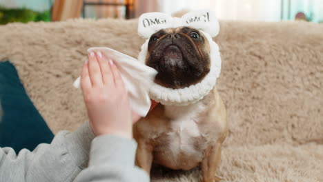 hand wiping pug dog face with soft wet tissue on sofa gentle cleaning care with calm relaxed pet