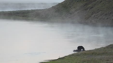 grizzly bear in river in yellowstone national park eating a bison carcass on a foggy morning
