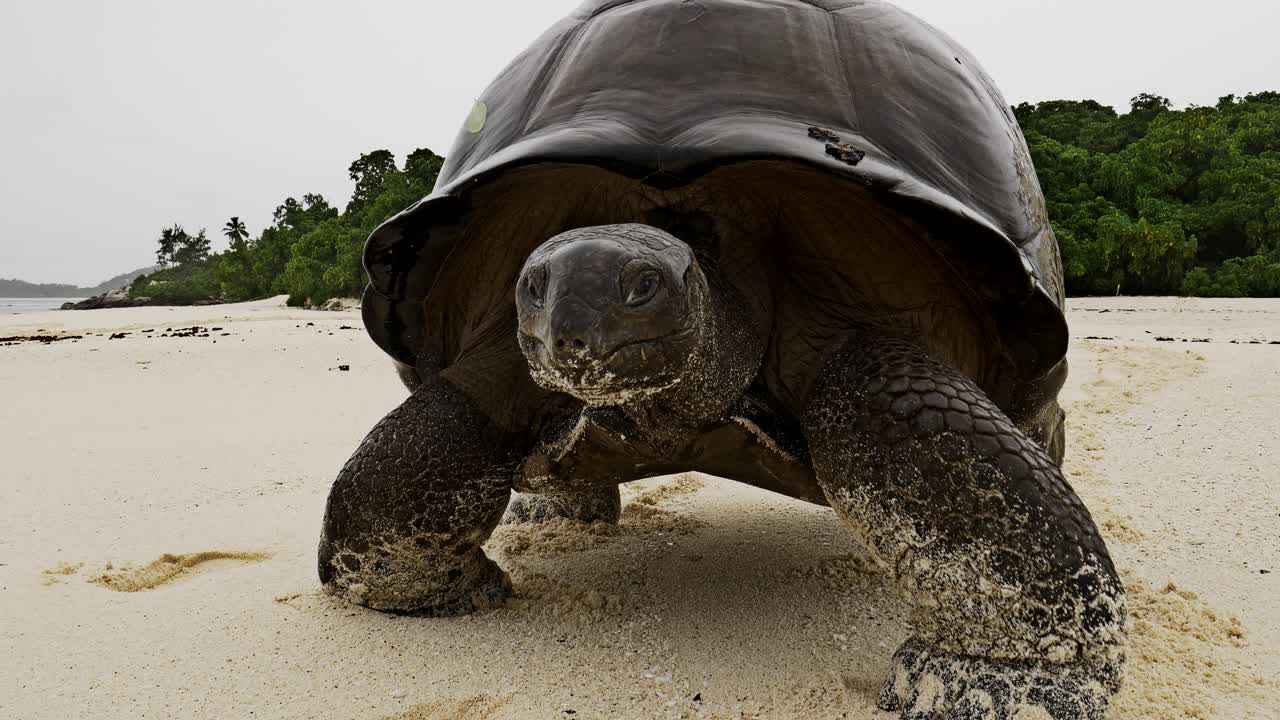 tortuga gigante de aldabra caminando por la playa de la isla de los primos y narices la lente de la cámara