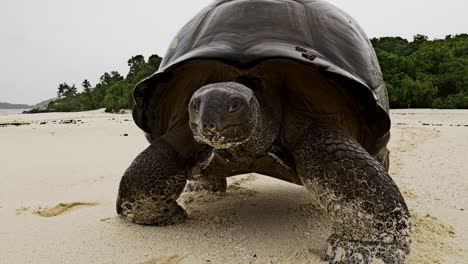 tortue géante d'aldabra marchant le long de la plage de l'île cousine et nez l'objectif de l'appareil photo