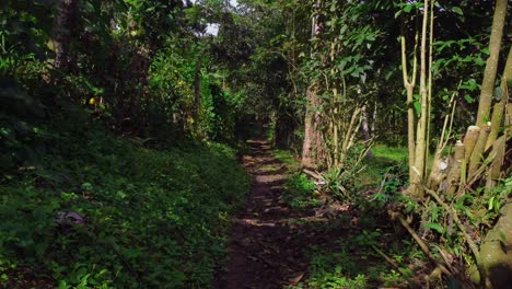 un camino verde frío en fusagasuga, colombia