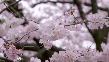 cinematic close up slider over cherry blossoms in full bloom