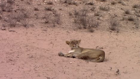 La-Perezosa-Leona-Africana-Se-Relaja-Pacíficamente-En-La-Cálida-Arena-Del-Desierto-De-Kalahari