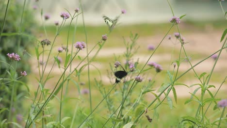 Schmetterlinge-Spielen-In-Einem-Botanischen-Garten,-Während-Sie-Sich-Von-Einer-Lila-Blume-Ernähren