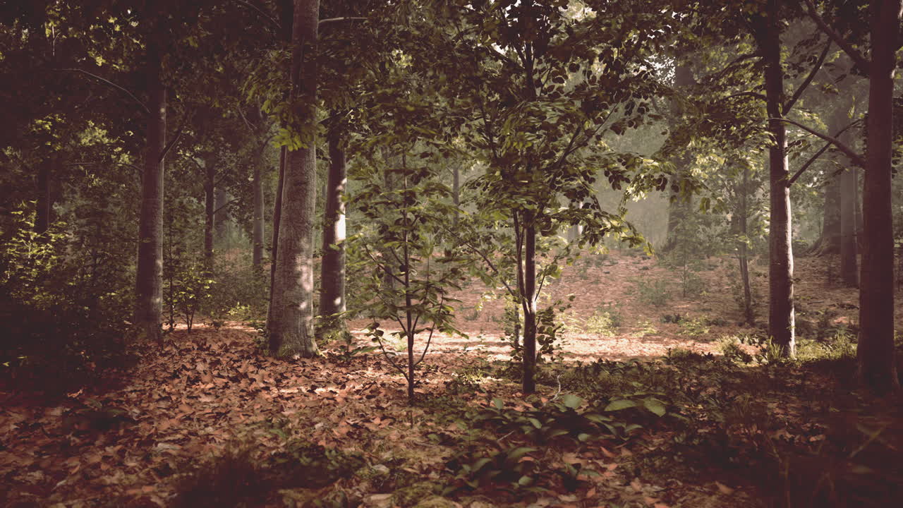 Mystical wood in the foggy morning