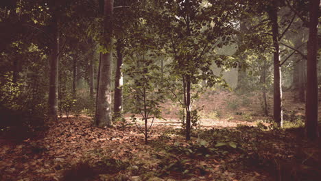 mystical wood in the foggy morning