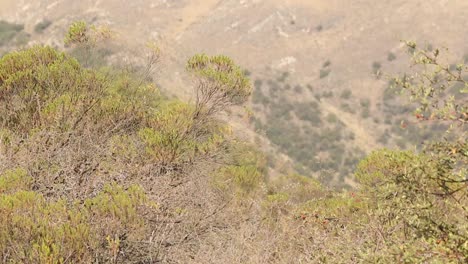 view-of-mountains-and-bushes-at-sunset-in-Merlo,-San-Luis,-Argentina