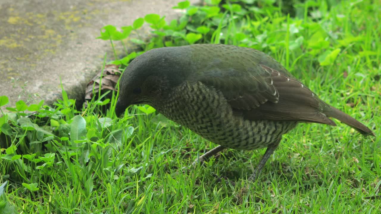 Satin Bowerbird Female Eating Grass In Garden Looking Around Close Up Daytime Australia, Victoria, Gippsland, Maffra