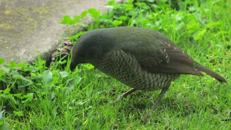 satin bowerbird female eating grass in garden looking around close up daytime australia, victoria, gippsland, maffra