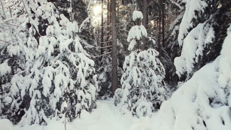 aerial of freshly snow covered trees in a beautiful forest winter scenery